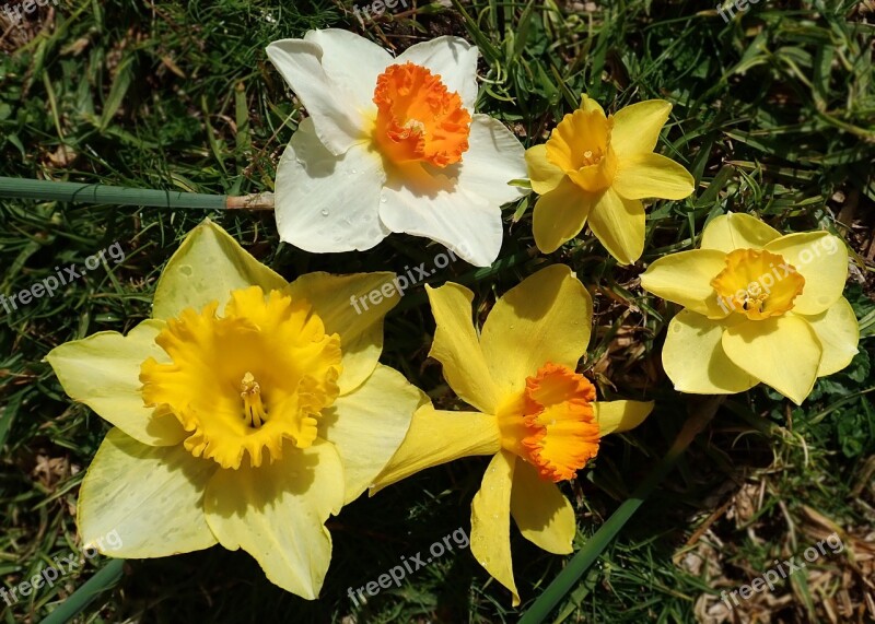 Daffodils Flowers Bulbs Garden Nature