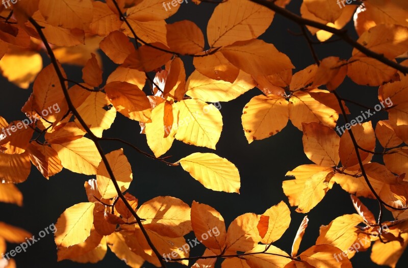 Autumn Leaves Golden Fall Foliage Fall Leaves