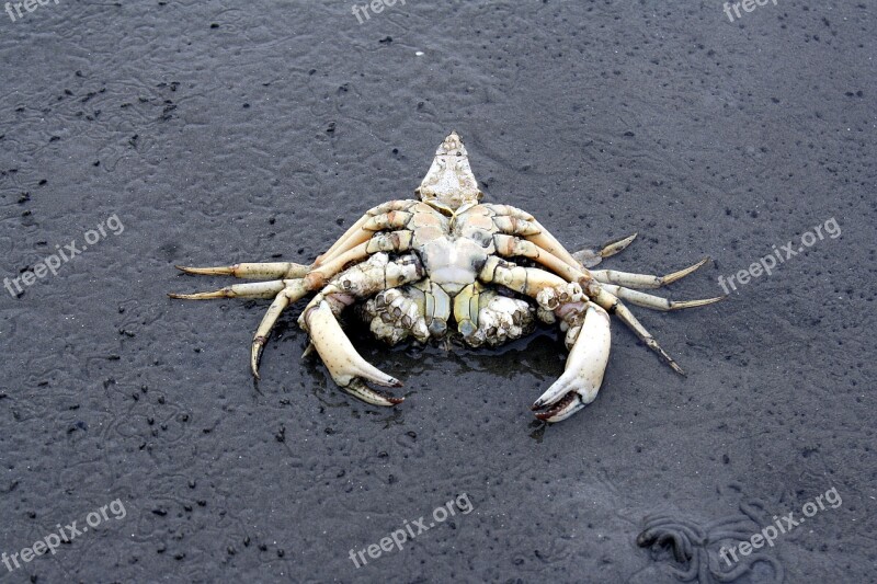 North Sea Wadden Sea Cuxhaven Seafood Crabs