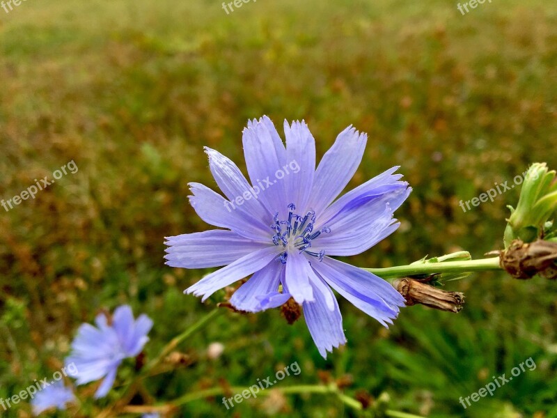 Flower Chicory Pointed Flower Bluish Late Summer