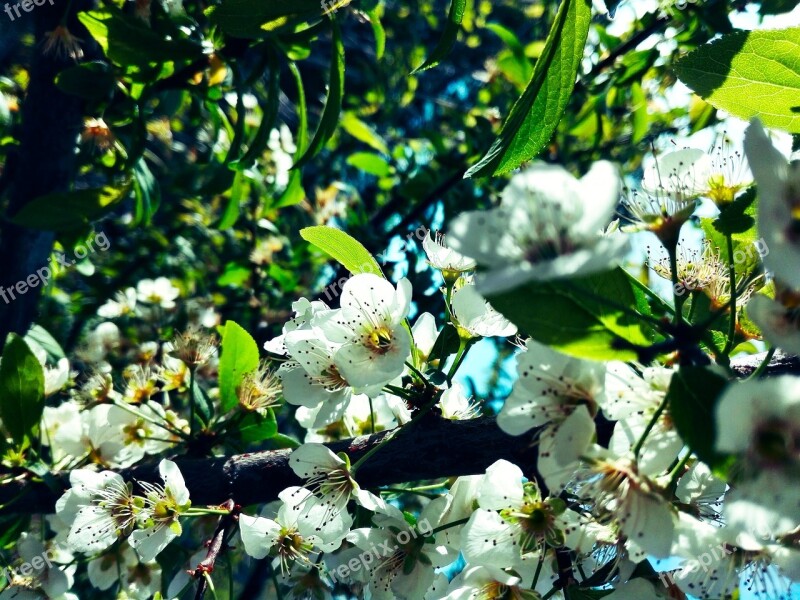 Flowers Tree Branch Spring Blossom Leaf