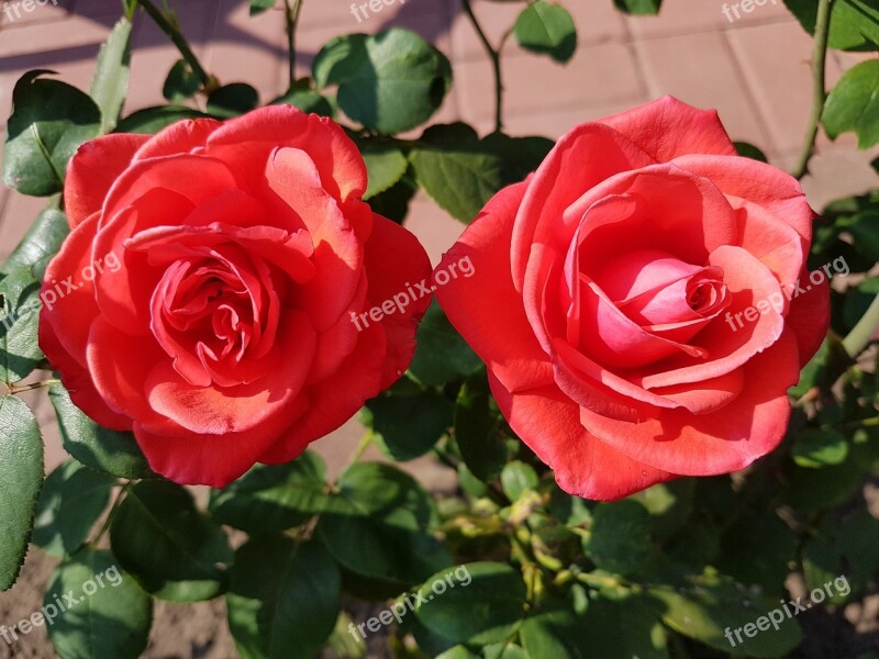 Roses Pair Red Romance Love