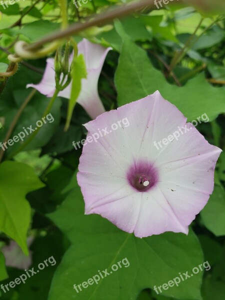 Flower Morning Glory Floral Free Photos