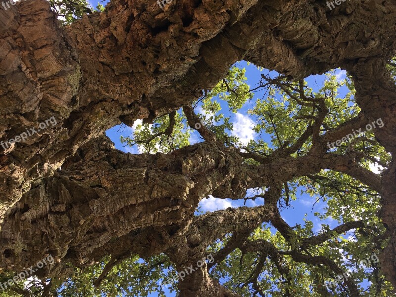 Cork Oak France Tree Nature Landscape