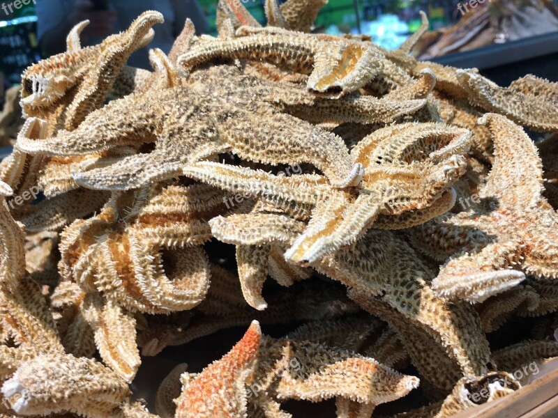 Starfish Dried Food Eat China