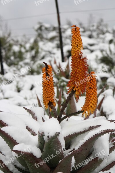 Aloe Vera Snow Free Photos