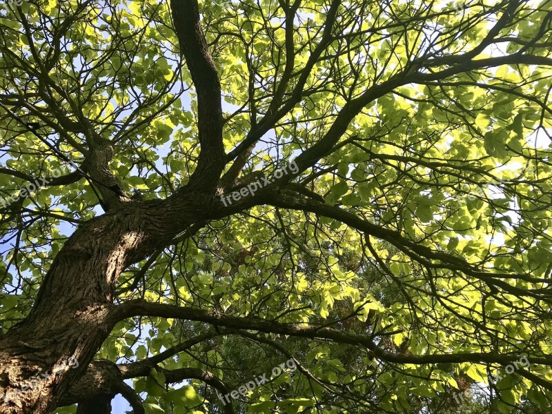 Tree Nature Summer The Crown Of The Tree Trees