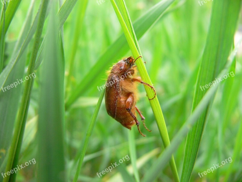 Amphimallon Assimile Amphimallon Beetle June Beetle Insect