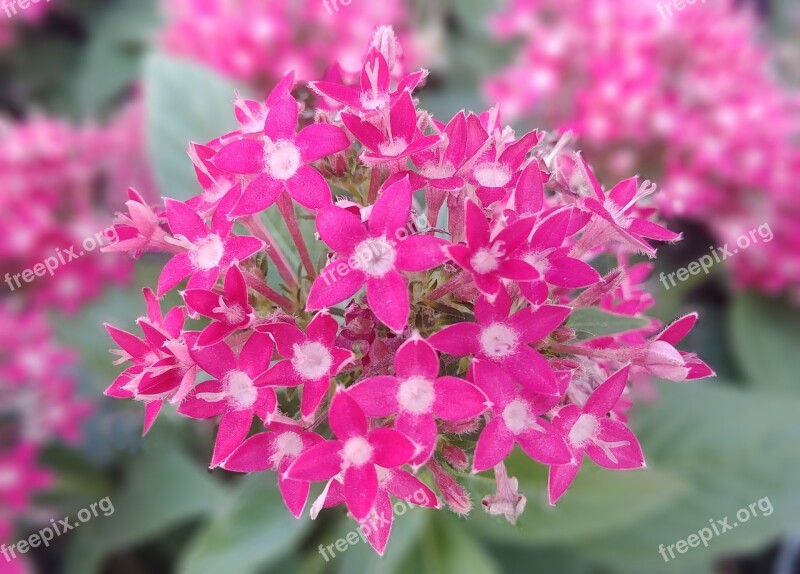 Pen Style Chickweed Pentas Lanceolata Pink Flower Egypt By Flower