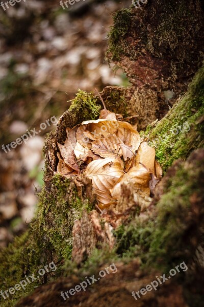 Moss Nature Forest Autumn Autumn Mood