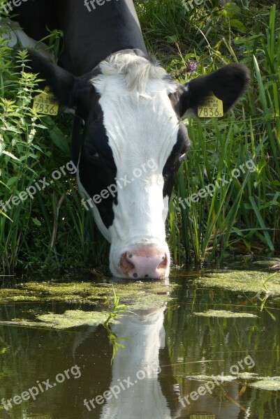 Cow Drinking Ditch Meadow Cattle