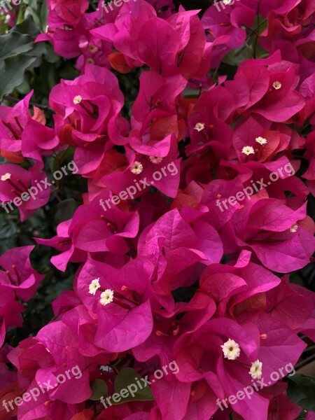 Flower Bougainvillea Plant Natural Flowers