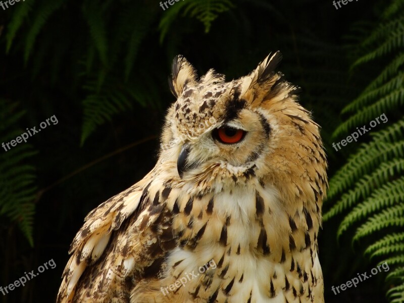 Eagle Owl Bird Of Prey Bird Owl Feather