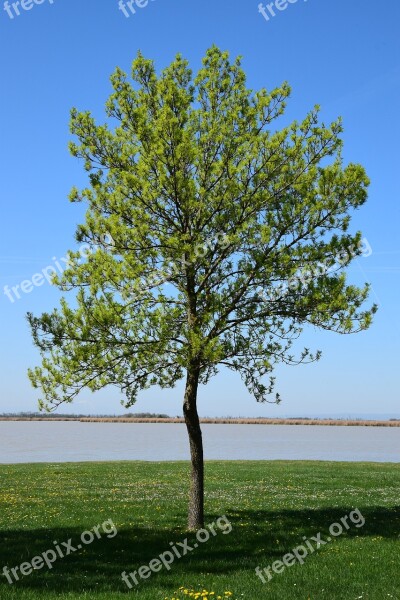 Single Tree On The Zicksee Deciduous Tree A Tree Zicksee Spring