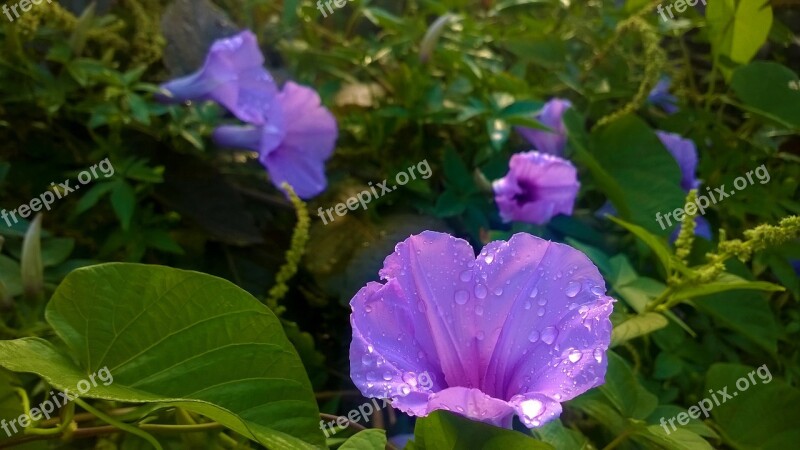 Flower Garden Nature Plant Flourish