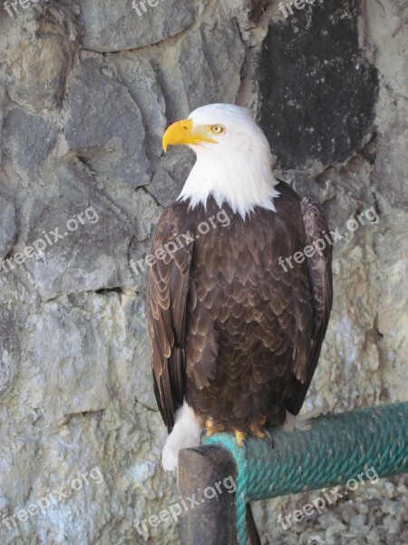 Ave Eagle Animals Birds Of Prey Predator