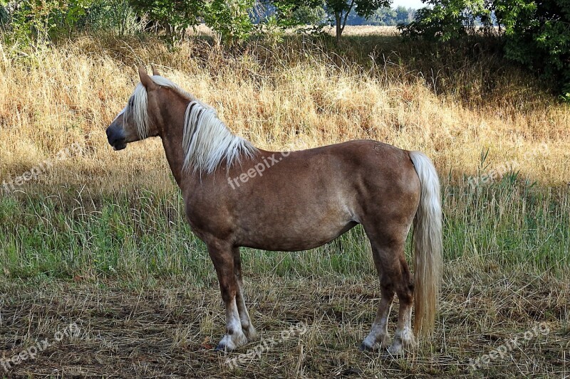 Horse Haflinger Animal Pasture Mammal