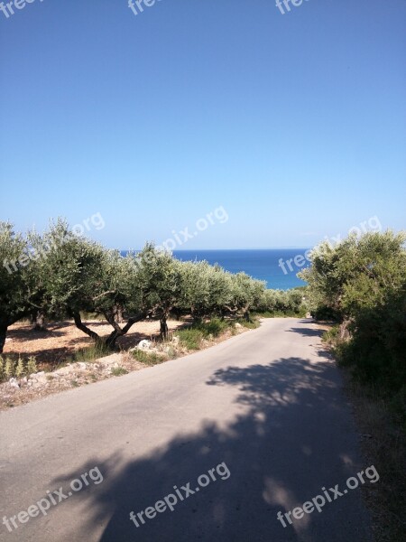 The Olives Way Sea Summer Tree