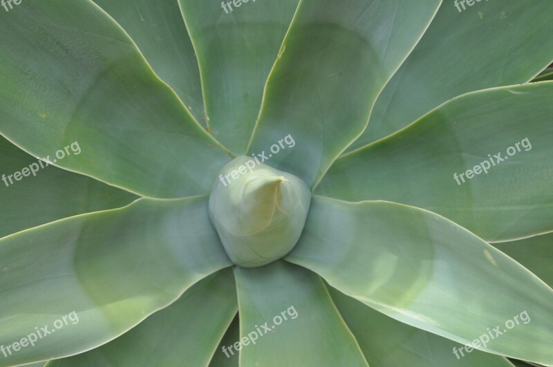 Agave Plant Green Flora Thorn