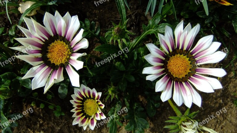 Gazania Nature Flowers Garden In The Summer Of