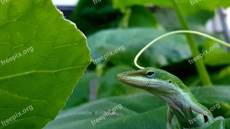 Green Anole Reptile Green Reptile Anole Free Photos