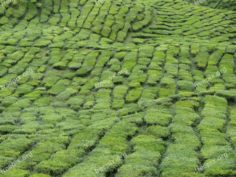 Malaysia Tea Plantation Landscape Green Free Photos