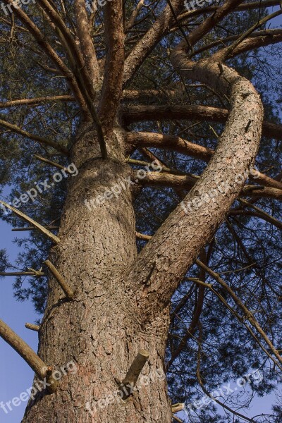 Tree Conifer Forest Nature Pine