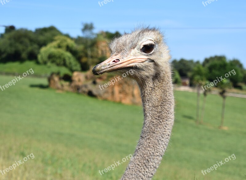 Ostrich Animal Animals Birds Peak