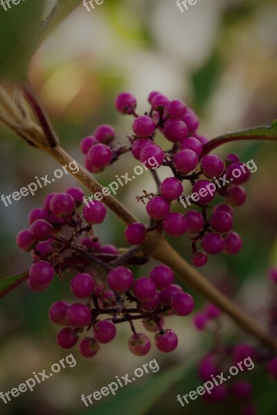 Flower Nonpareils Shrub Botany Garden Park