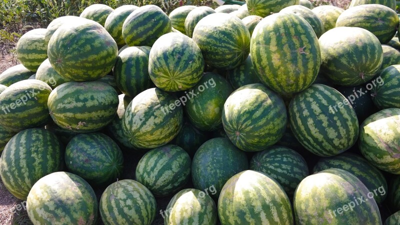 Watermelon Sweet In The Summer Of Juicy Vegetarian