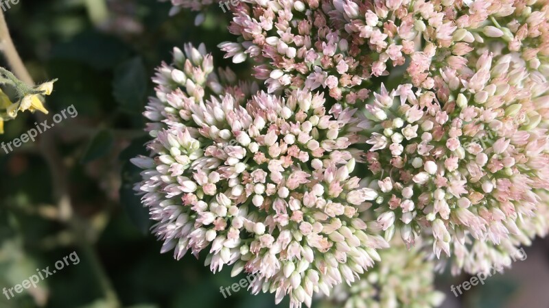 Plants Small Flowers Nature Flower White