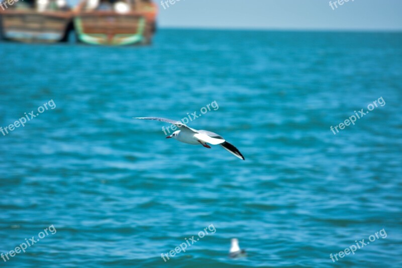 White Pigeon Sea India Indian Ocean Seabirds