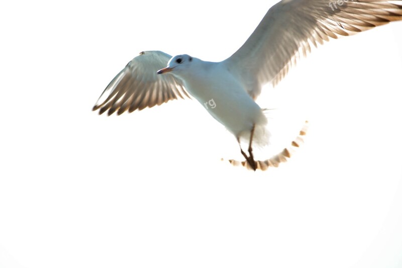 White Pigeon Sea India Indian Ocean Seabirds