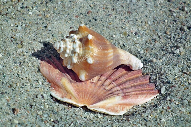 Shells Sand The Coast Summer Holiday