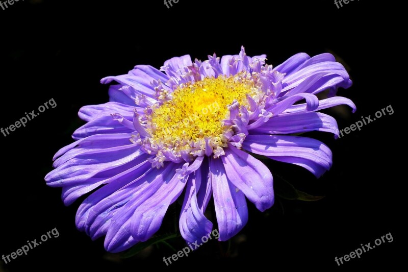 Flower Aster Blue Garden Nature