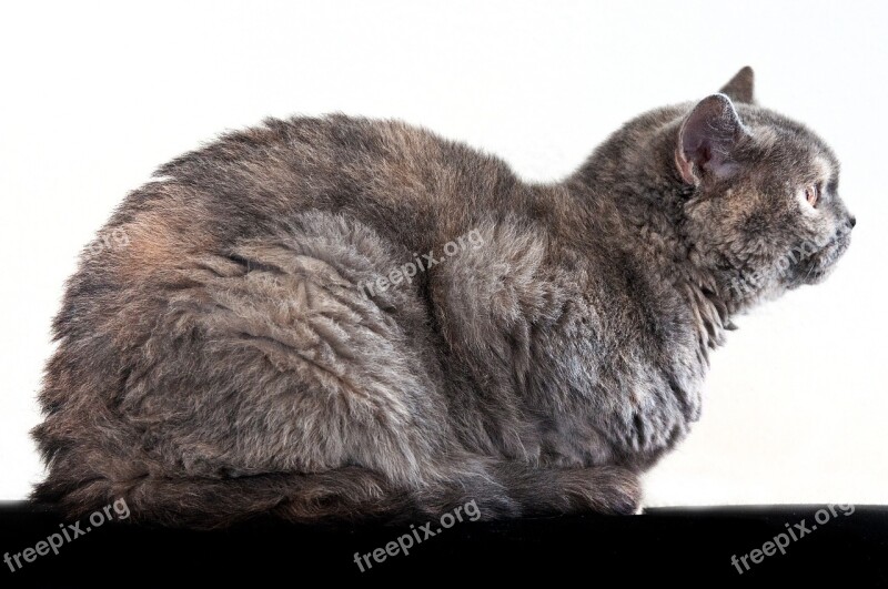 Cat Side View Mammal Female Pet