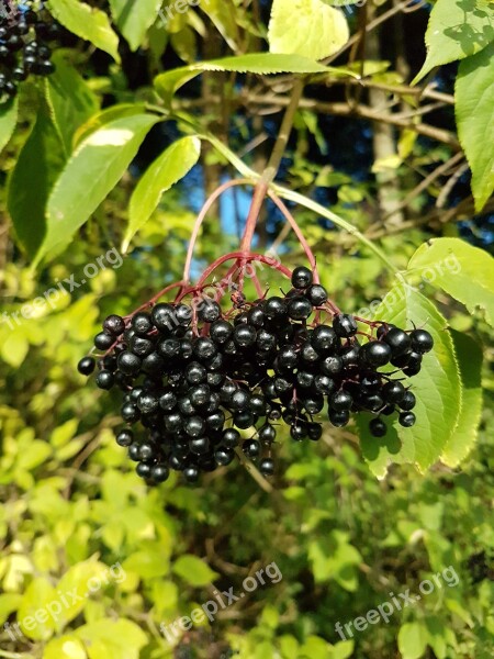 Elder Leaves Berries Free Photos