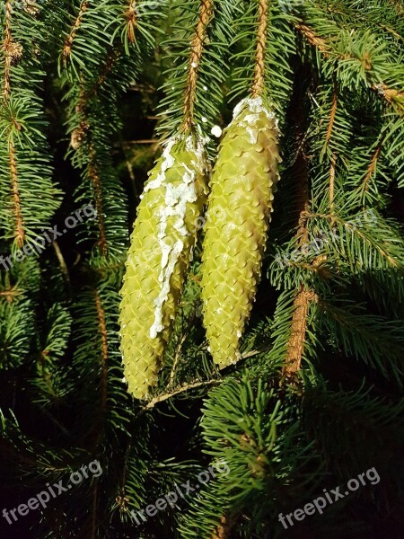 Spruce Pine Cones Conifer Branch Resin