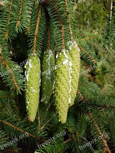 Spruce Pine Cones Conifer Branch Resin