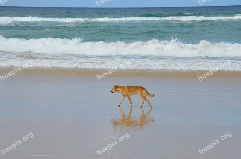 Fraser Island Dingo Beach Water Sand