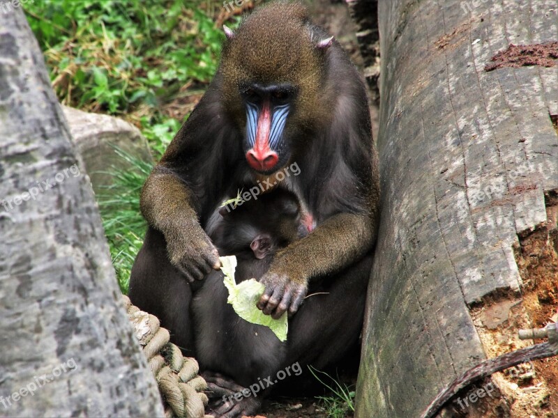 Baboon Monkey Animals Sit Mammal