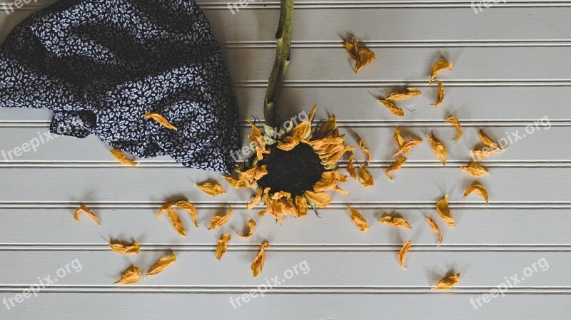 Sunflower Nature Bloom Yellow Summer