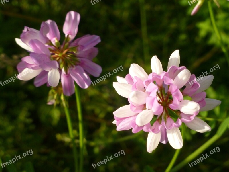 Clover Flower Purple Nature Blossom