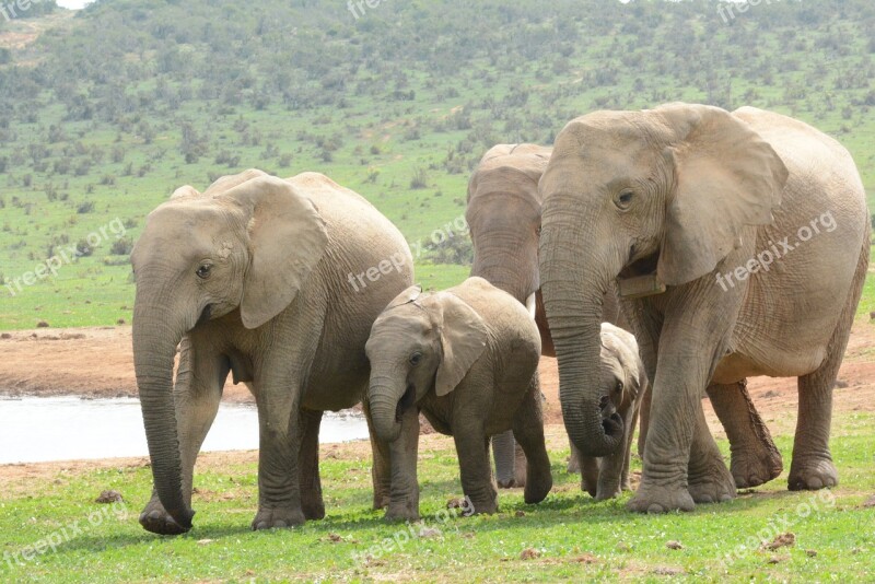 Elephant Mammals Wildlife Africa Bigfive