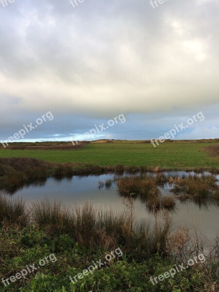 Pond Nature Water Plants Green