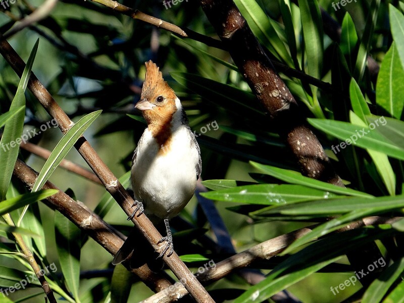 Bird Cardinal Green Nature Sitting