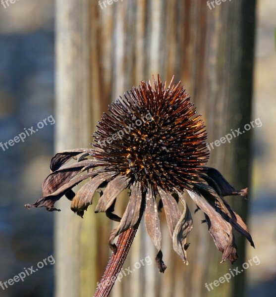 Echinacea Flower Faded Flora Plant