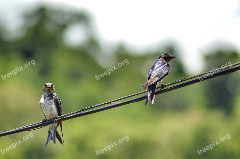 Birds Bird Nature Plumage Animal