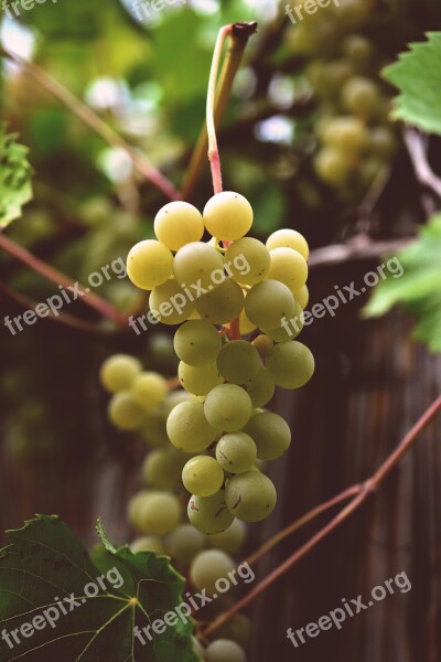 Grapes Vine Grapevine Fruit Winegrowing