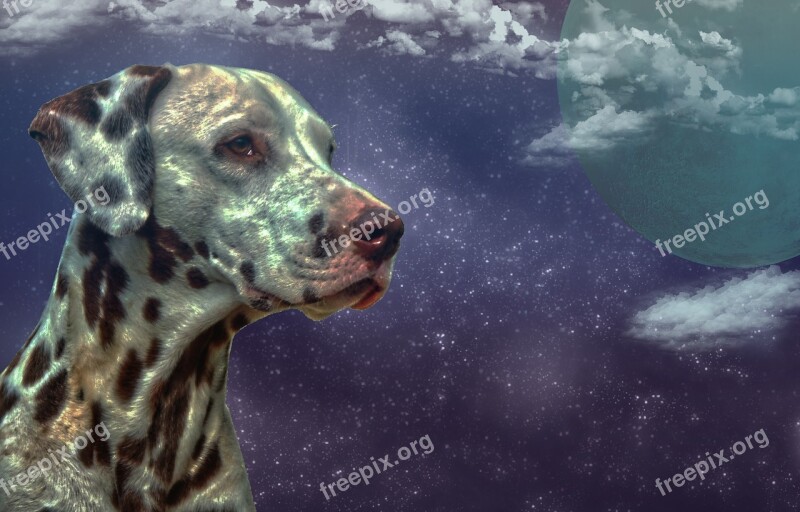 Dalmatians Fantasy Dog Free Photos